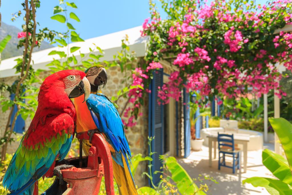 Flamingo Hotel & Spa - Pet Friendly Oludeniz Exterior photo